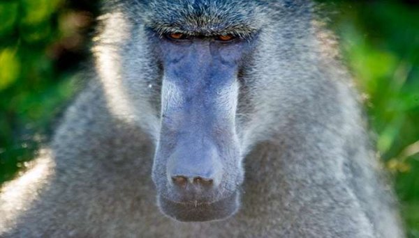  عکس میمون زشت پسرانه