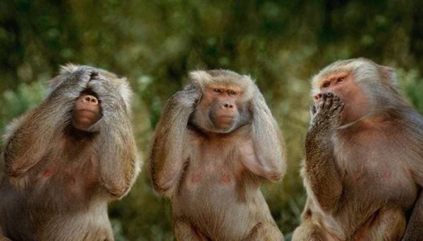  عکس میمون زشت پسرانه