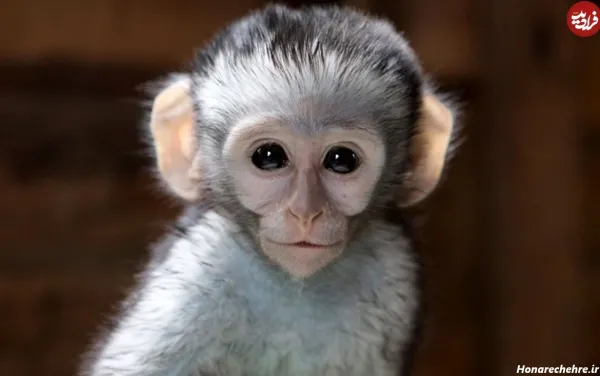  عکس میمون زیبا