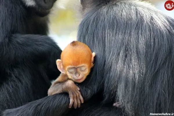  عکس میمون زیبا