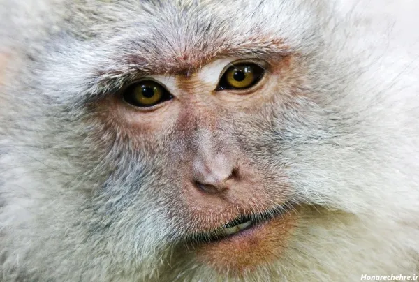 عکس میمون زیبا