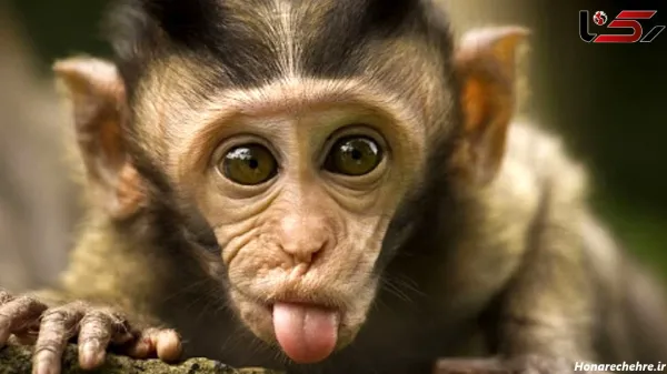  عکس میمون زیبا