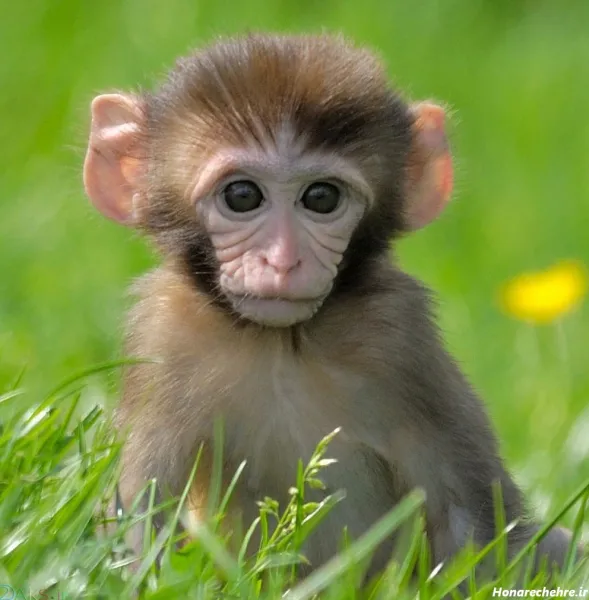  عکس میمون زیبا