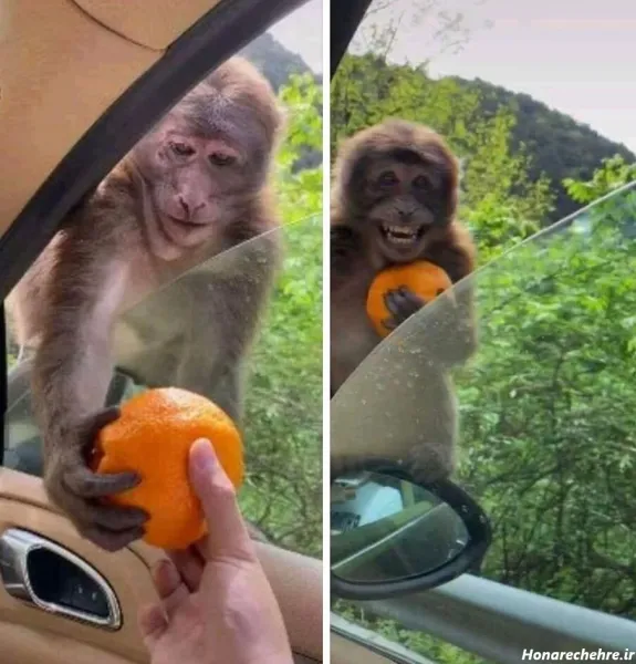  عکس میمون زیبا