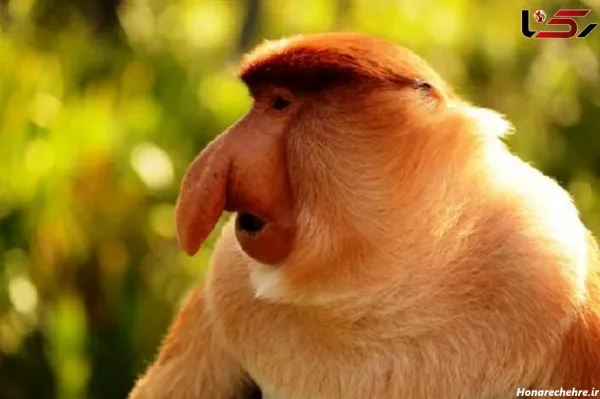  عکس میمون زیبا