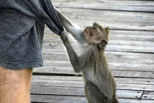  عکس میمون زیبا