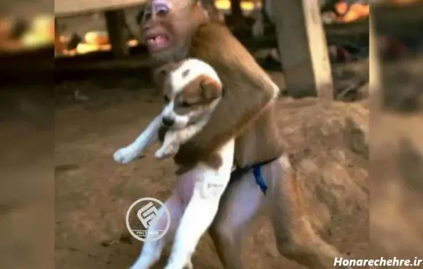  عکس میمون زیبا