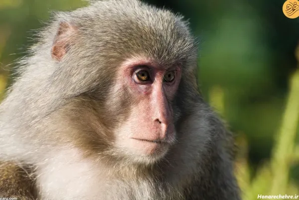 عکس میمون زیبا