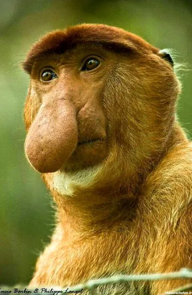  عکس میمون زیبا