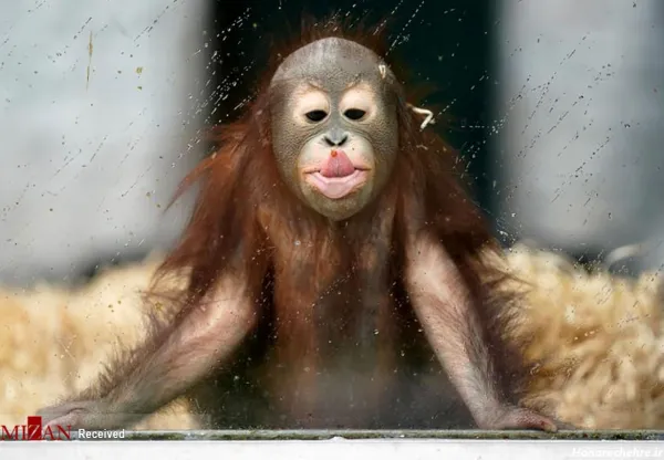  عکس میمون زیبا