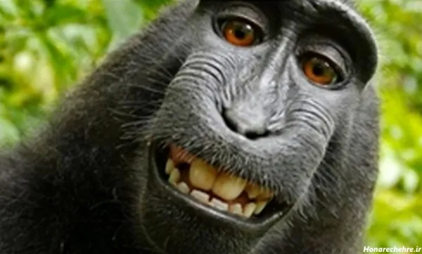 عکس میمون زیبا