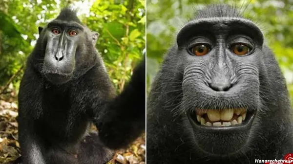  عکس میمون زیبا