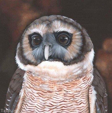  عکس های جالب و خنده دار