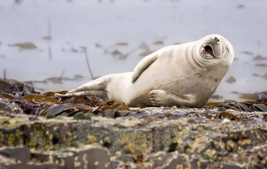  عکس خنده دار پسرانه