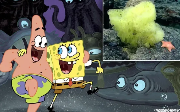  عکس باب اسفنجی و پاتریک واقعی ترسناک