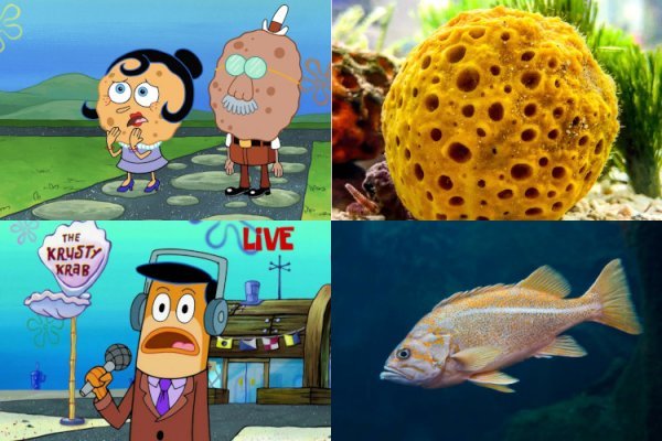 عکس باب اسفنجی واقعی در دریا