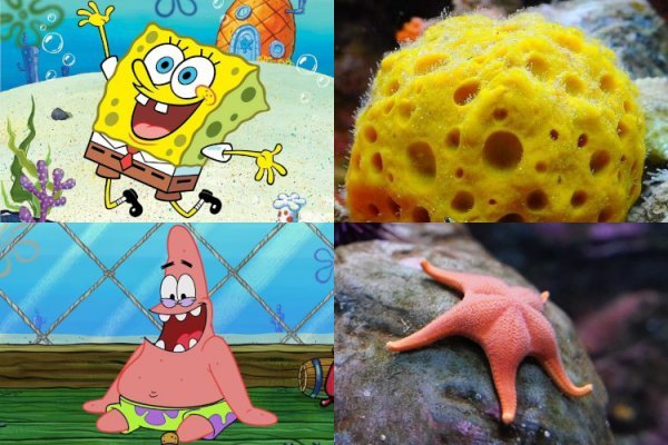 عکس باب اسفنجی واقعی در ایران