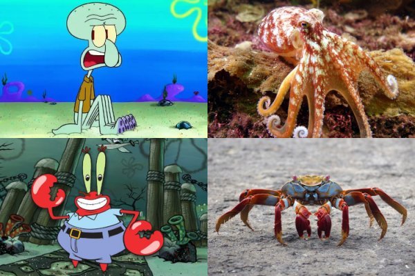 عکس باب اسفنجی واقعی در ایران