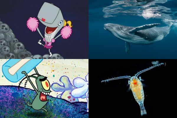 عکس باب اسفنجی واقعی در ایران