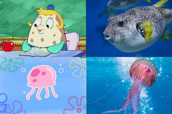 عکس باب اسفنجی واقعی در ایران