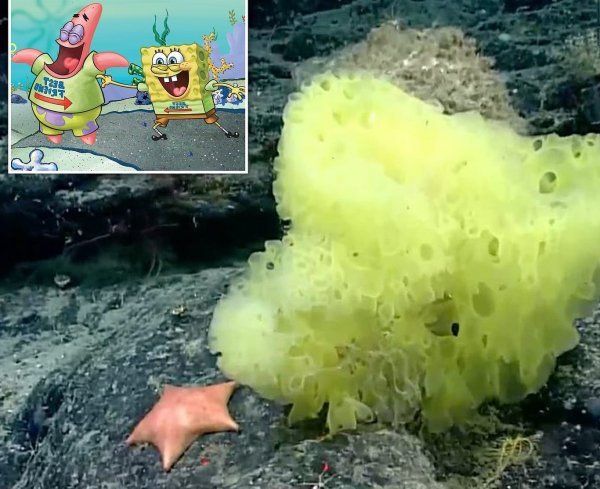 عکس باب اسفنجی واقعی در ایران