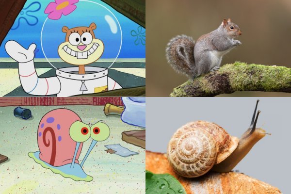 عکس باب اسفنجی واقعی در ایران