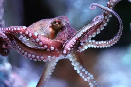 عکس اختاپوس واقعی بزرگ