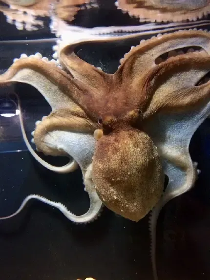  عکس اختاپوس واقعی در دریا