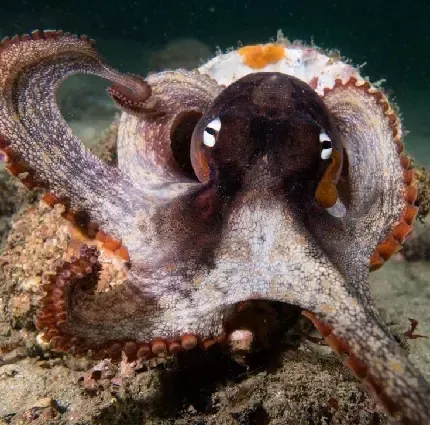  عکس اختاپوس واقعی در دریا