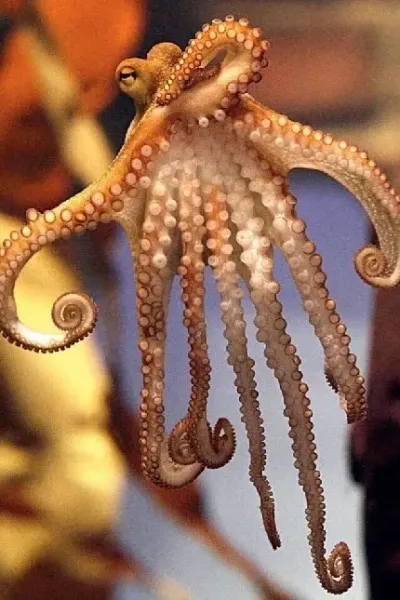 فیلم اختاپوس واقعی