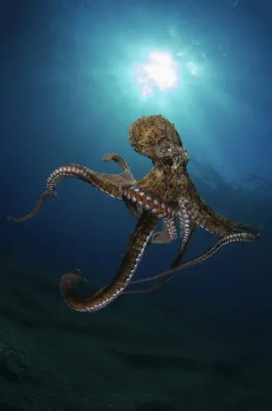  عکس واقعی اختاپوس در پیشونی سفید