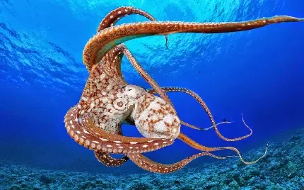  عکس هشت پا واقعی