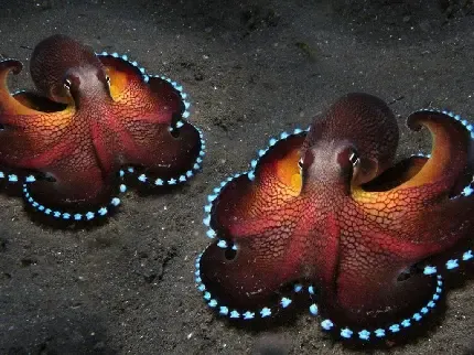  عکس هشت پا واقعی