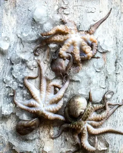  عکس هشت پا واقعی