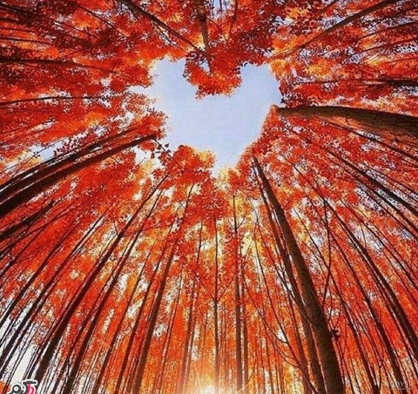  عکس های عجیب و غریب از طبیعت