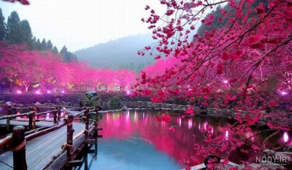  عکس های عجیب و غریب از طبیعت