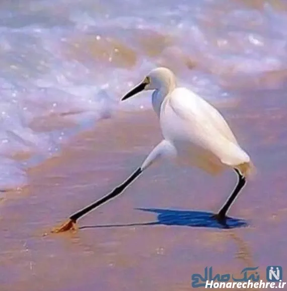 عکسهای خنده دار