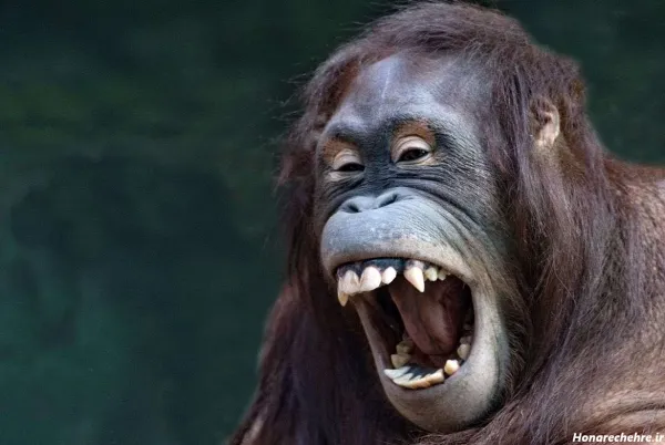  عکسهای خنده دار