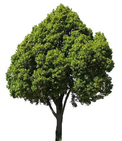  عکس درخت کریسمس واقعی