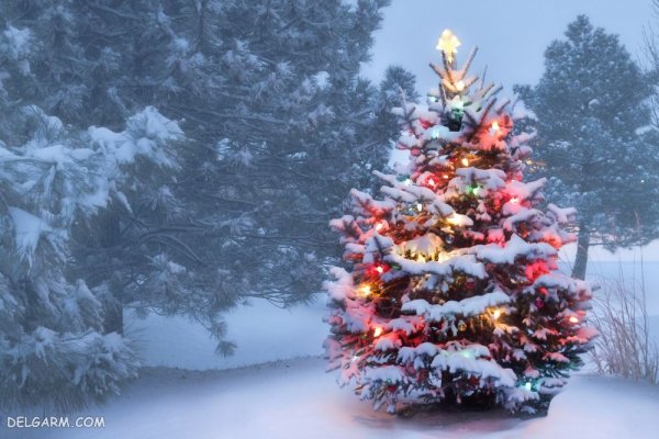  عکس درخت کریسمس با کیفیت