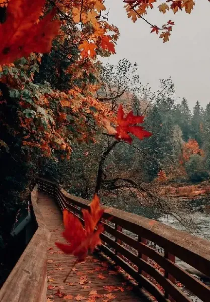  عکس پروفایل کریسمس ۲۰۲۵