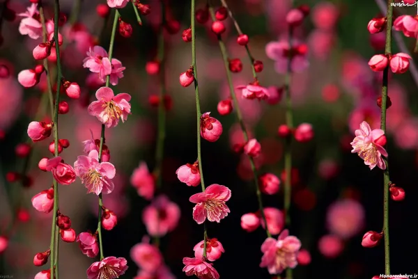  99 عکس نوروزی