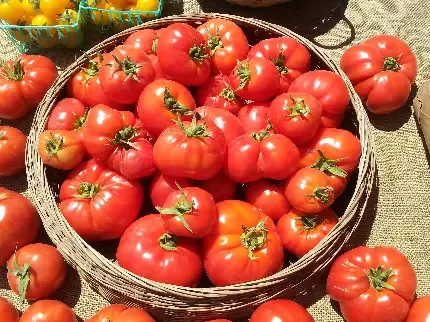  عکس برای شب یلدا 1404