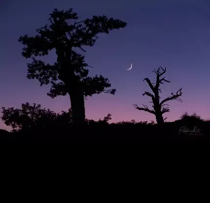  عکس برای شب یلدا 1404