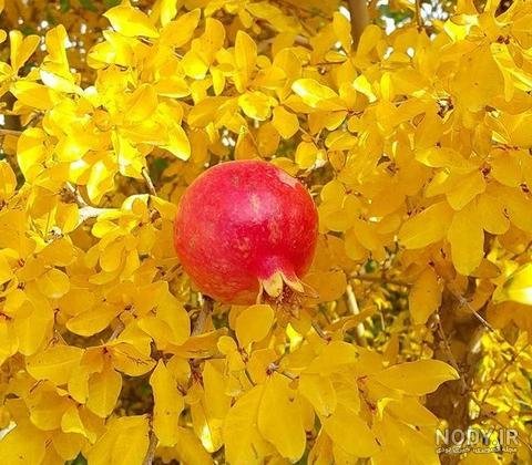  عکس انار پاییزی