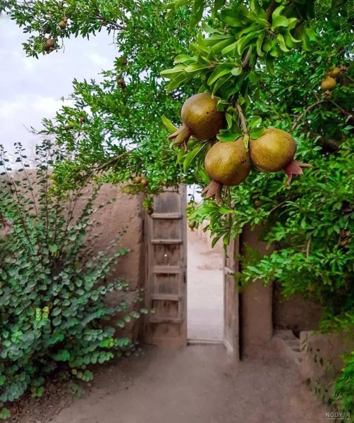  عکس انار پاییزی