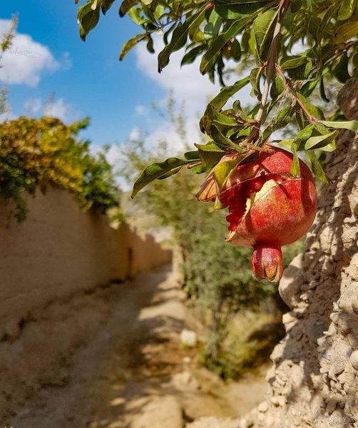  عکس انار پاییزی