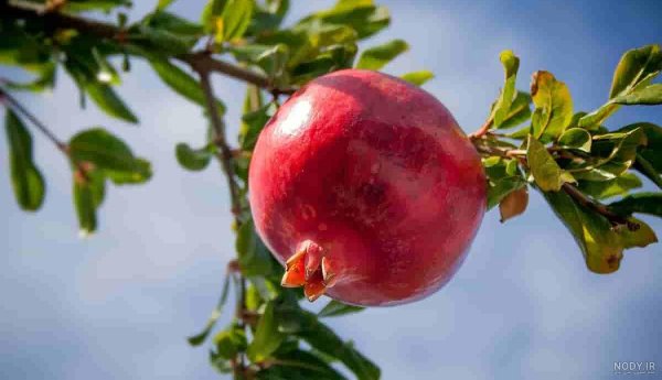  عکس انار پاییزی