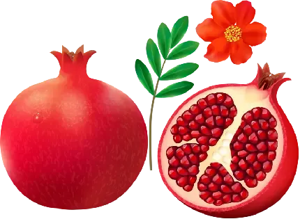  عکس انار نقاشی