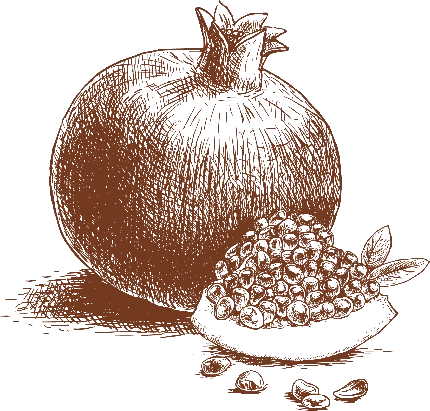  عکس انار نقاشی